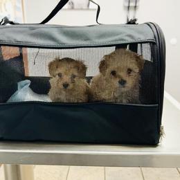 Maltipoo, Poodle, and Shihpoo Puppies from Doodle Lane - Toy Doodles Alabama
