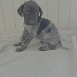 Bullet - Liver roan male German Shorthaired Pointer puppy in Ohio from Eric and Michelle's GSP