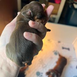 Chocolate and Tan Girl - Chocolate and tan female Dachshund puppy in Moundville, Missouri from Edgewood Acres Miniature Longhair Dachshunds