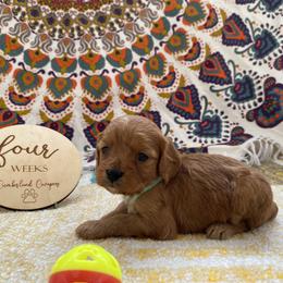 Cavapoo Puppies from Cumberland Cavapoos