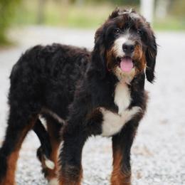 NYX (level 2 socialization program grad) - Tri-color female Bernedoodle puppy in Dundee, Ohio from Down Home Doodle