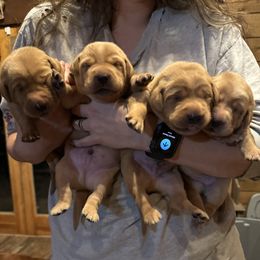 Labrador Retriever puppies from Oak Hollow Retrievers