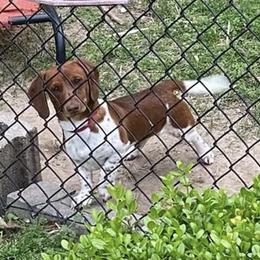 Tripp - Dachshund