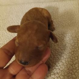 Girl 5 - Red female Cavapoo puppy in East Providence, Rhode Island from Marta's Cavaliers
