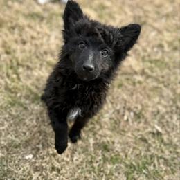 Stud - Black male Mudi puppy in Valley Mills, Texas from Graves Farm Mudi