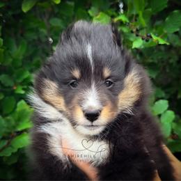 Juniper (Junie) - Black white and tan female Shetland Sheepdog puppy in Windsor, Colorado from Shirehill Shelties