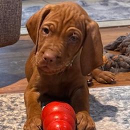 Hank - Golden rust male Vizsla puppy in Dundee, Iowa from CBJ Vizslas