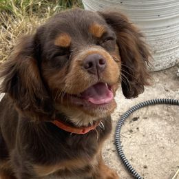 Cavalier King Charles Spaniels and Dachshunds from Cavalier Companions CO.