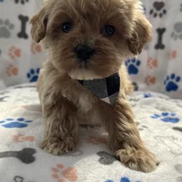 Blue - Golden male Cockapoo puppy in Lancaster, Kentucky from Dream Paws Puppies, LLC