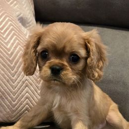Kaleb - Ruby male Cavalier King Charles Spaniel puppy in Caldwell, Idaho from Terrace Cav's