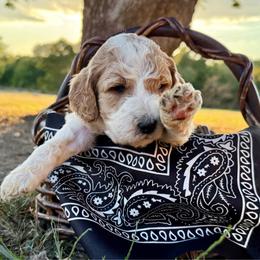 Black - Parti male Goldendoodle puppy in Celina, Texas from Kennedy Doodles