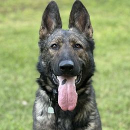 Ryka - German Shepherd