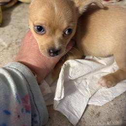 Pluto - Gold and white male Chihuahua puppy in Chillicothe, Ohio from Cathy's Chihuahuas
