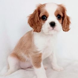 Lizzy - Blenheim female Cavalier King Charles Spaniel puppy in Dallas, Texas from Holliday Cavalier King Charles Spaniels