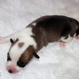 Otter Tail - Red female Pembroke Welsh Corgi puppy in Akeley, Minnesota from Northwynd Corgis