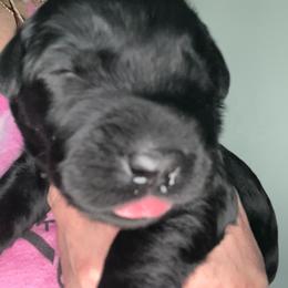 Green collar - Black female Giant Schnauzer puppy in Atoka, Oklahoma from Hannah's Haus & Farm