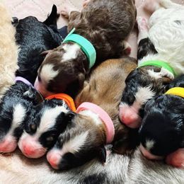 Bernedoodle and Cavapoo Puppies from Sarah Baker