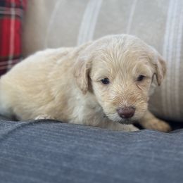 Nativity - Apricot male Goldendoodle puppy in Greenville, North Carolina from ENC Goldendoodles