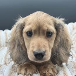 Lewyn - Cream male Dachshund puppy in Corona, California from ChezBeale