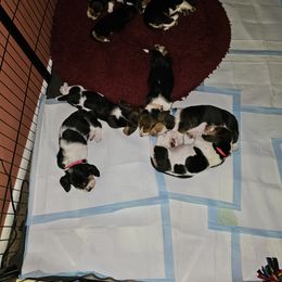 Basset Hound Puppies from Marvel-ous baby basset hounds