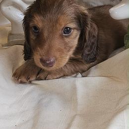 Opie - Chocolate male Dachshund puppy in Bergen, New York from T. Rex Doxies & Friends