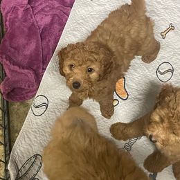 Little Red - Goldendoodle puppy from Danielle's Doodles