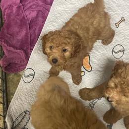 Little Red - Goldendoodle puppy from Danielle's Doodles