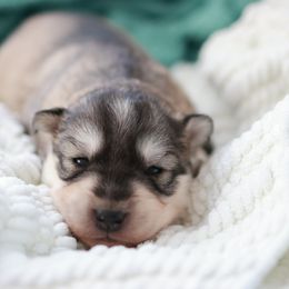 Siberian Husky Puppies from Hill Top Huskies