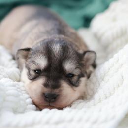 Siberian Husky Puppies from Hill Top Huskies