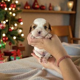 Boris - Blenheim male Cavalier King Charles Spaniel puppy in Gonzales, Texas from Veach Cavaliers & Farm