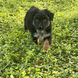 Australian Shepherd Puppies from Baker Green Hill Aussies