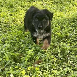 Australian Shepherd Puppies from Baker Green Hill Aussies