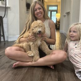 Pink collar - Tri-color female Bernedoodle puppy in Austin, Texas from Central Texas Doodles