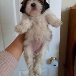 Shih Tzu Puppies from Tiny Bubbles Shih Tzus