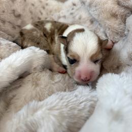 Penny - White and red female Pembroke Welsh Corgi puppy in Springfield, Missouri from Taylor