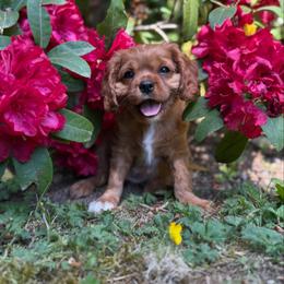 Ruby Girl - Ruby female Cavalier King Charles Spaniel puppy in Snohomish, Washington from The Cavi Pack