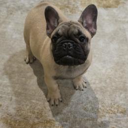 Boy 1 - Fawn male French Bulldog puppy in Astatula, Florida from Reds Frenchies