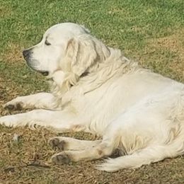 Golden Retriever All Grown Up from Prim's Golden Retrievers