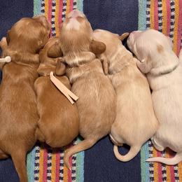 Dachshunds from Diamondback Doxie