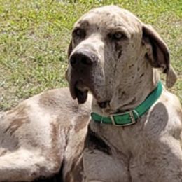Great Danes from Infinity Danes