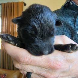 Prescott - Black and red male German Shepherd puppy in Columbus, Indiana from Stony Lonesome GSD