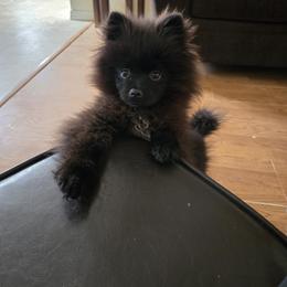 Pomeranian Puppies from Mary's Pomeranians