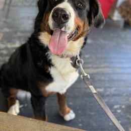 Bernese Mountain Dog All Grown Up from Timeless Cottage Homestead Bernese