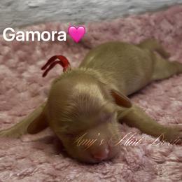 Gamora - Cream female Dachshund puppy in Jena, Louisiana from Amy’s Mini Doxies