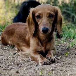 Vienna - Dachshund