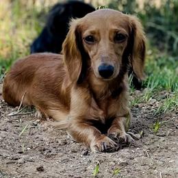 Vienna - Dachshund