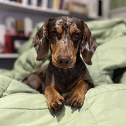 Jessie - Dachshund