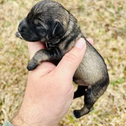 Gunnison - Salt and pepper male Miniature Schnauzer puppy in Alabama from Little River Miniature Schnauzers