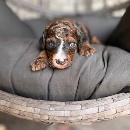 Titanium - Sable female Bernedoodle puppy in Ocala, Florida from Bernedoodles of Florida