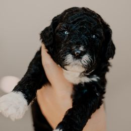 Waffle - Black and white male Sheepadoodle puppy in Patterson, California from Dooling Doodles
